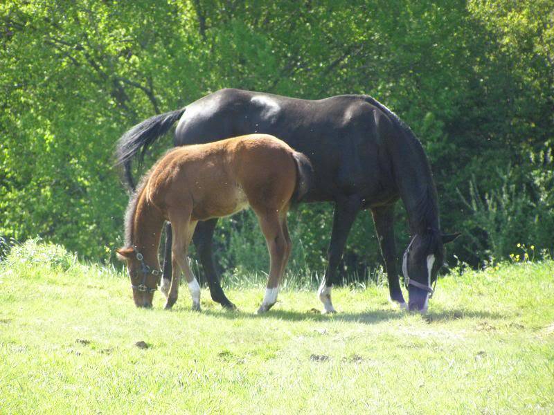 Broodmare/Foal Package KarmahMay292010010