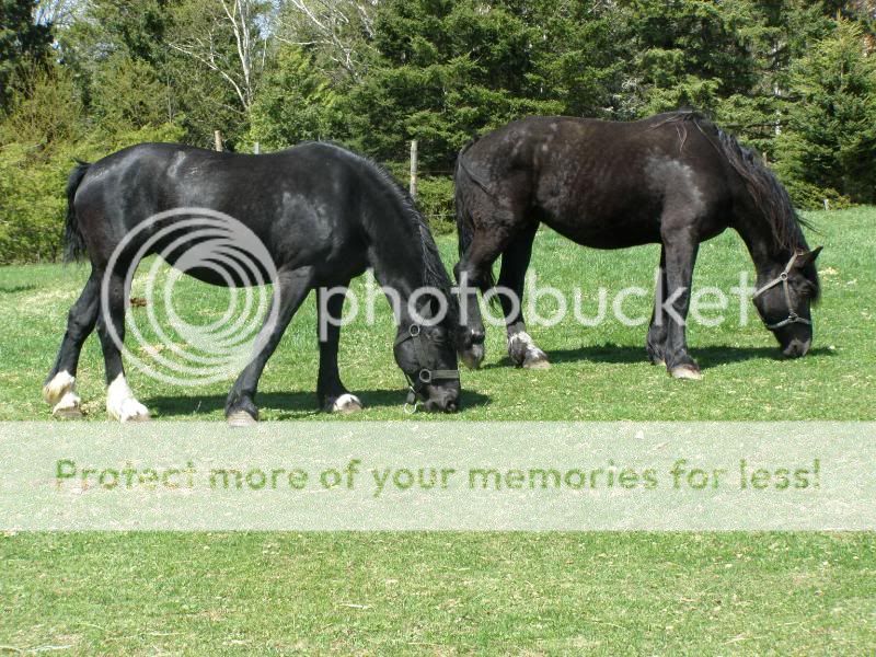 Horses from Today May072010044