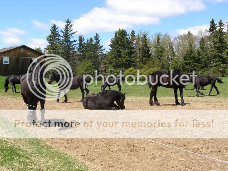 Horses from Today May072010049