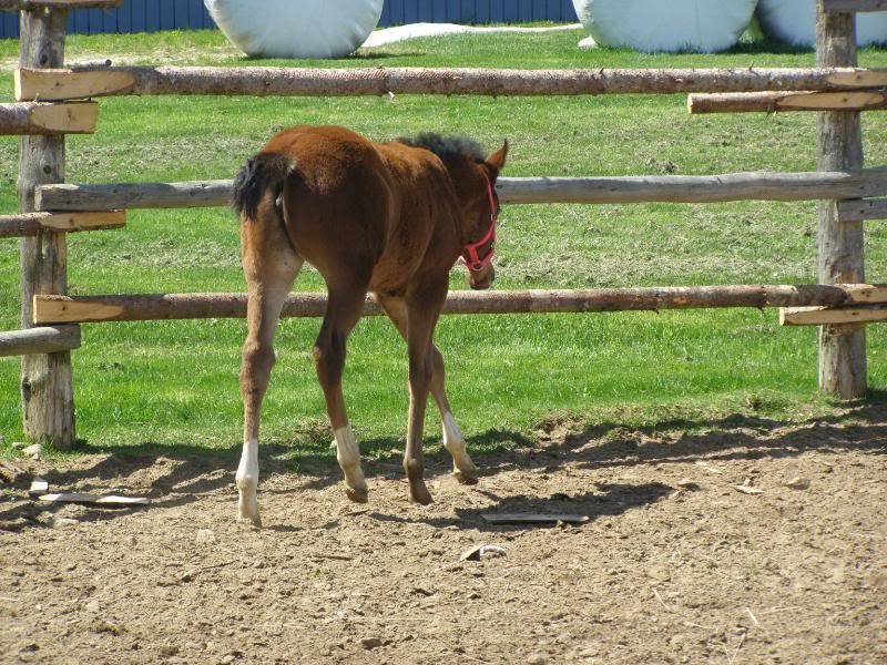 Broodmare/Foal Package May072010055