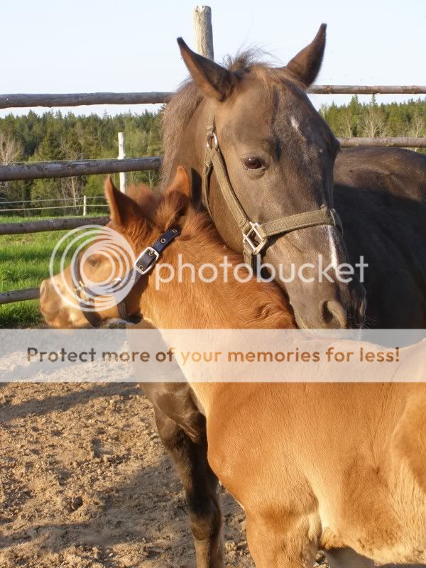 Few New Pics of My Orphan Foal May2011087