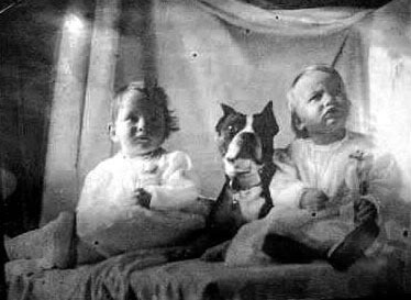 APBT Pics Vintagebulldogs22