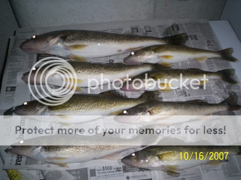 some nice walleye 100_2924fish3