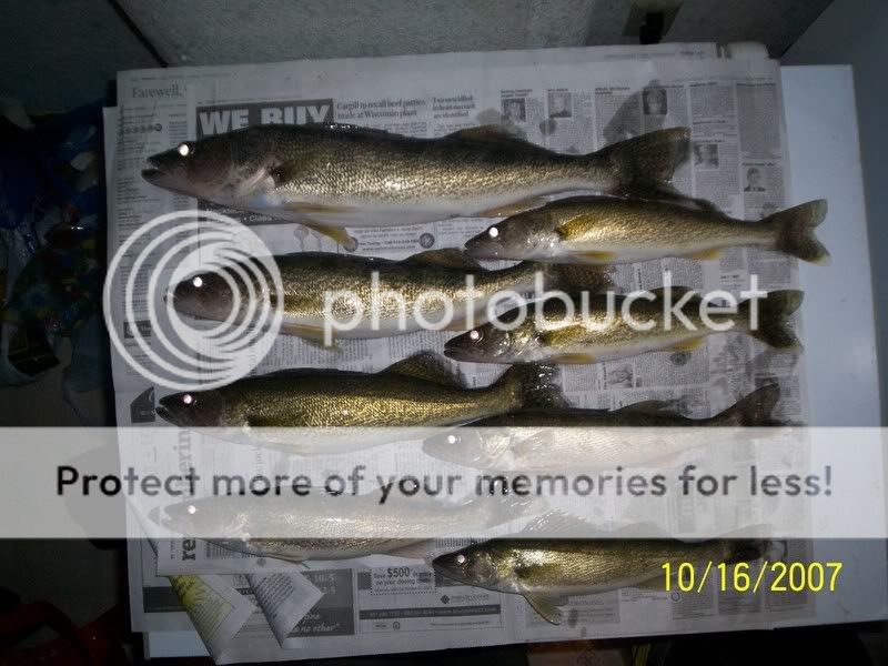 some nice walleye 100_2925fish4