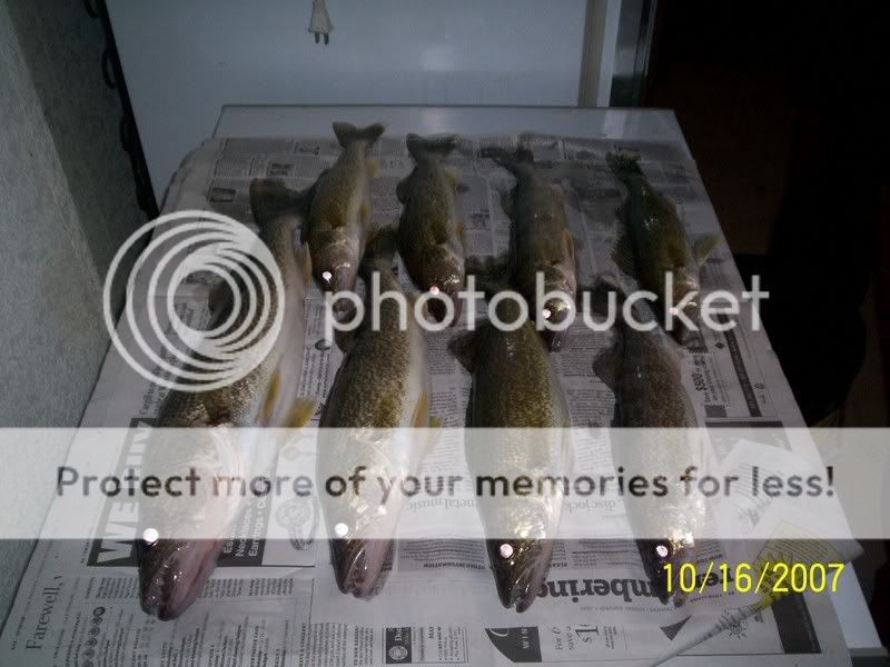 some nice walleye 100_2926fish5