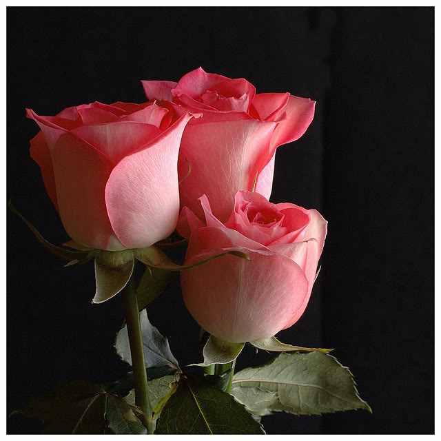 باقة  ورود   ......  لمن  تهديها  ؟؟؟ Pink_roses