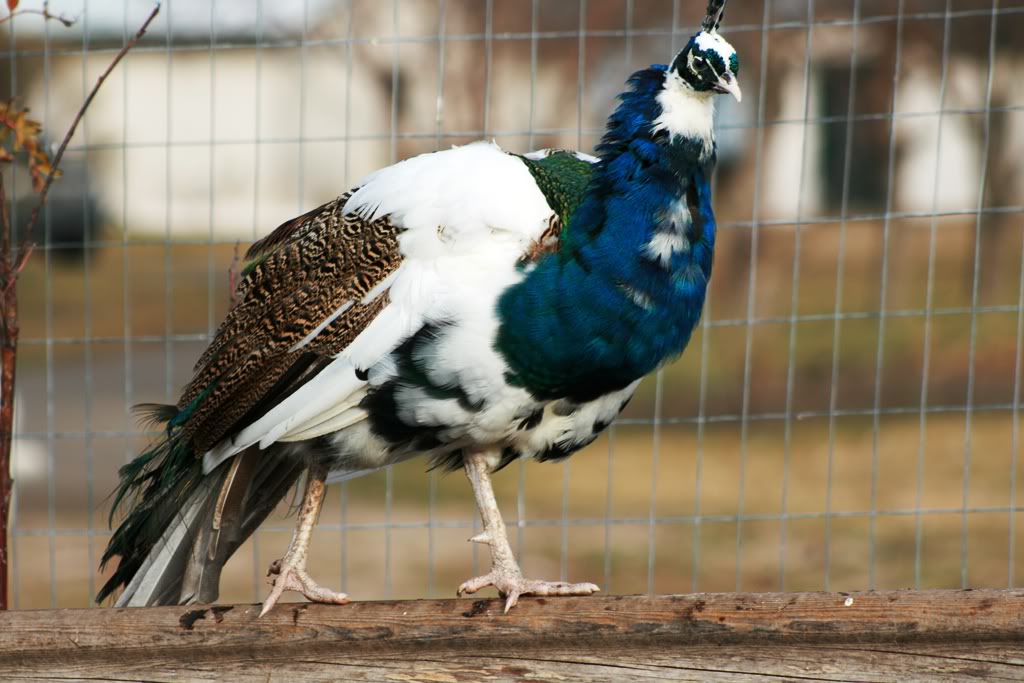 Peafowl Peahens Peacocks Peachicks for sale from this years hatch  to 4 years old Fallpeafowlpics008