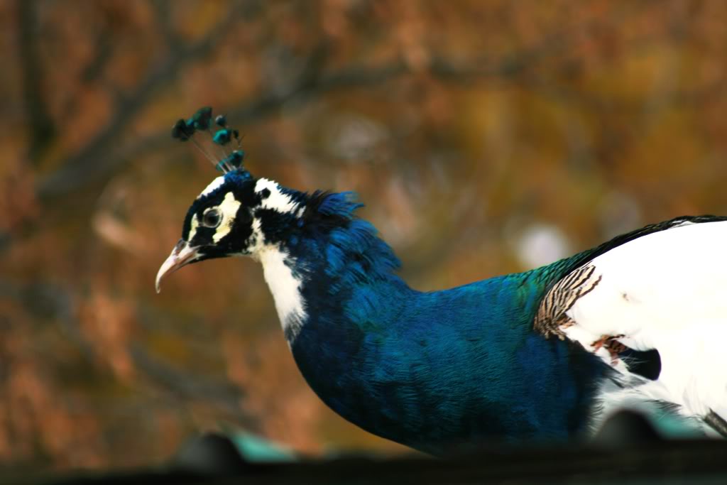 Peafowl Peahens Peacocks Peachicks for sale from this years hatch  to 4 years old Fallpeafowlpics027