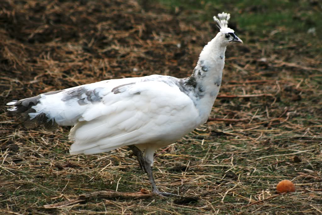 Peafowl Peahens Peacocks Peachicks for sale from this years hatch  to 4 years old Fallpeafowlpics030