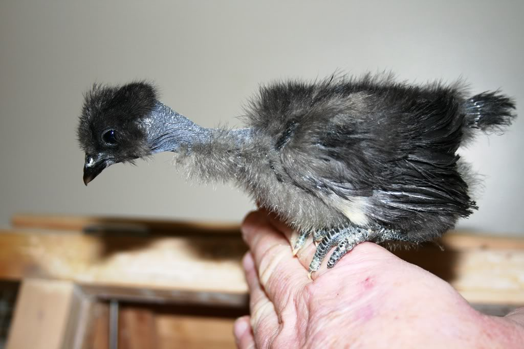 Rarer heritage breeds hatching now and taking orders for spring  Latestpicsofchicks013