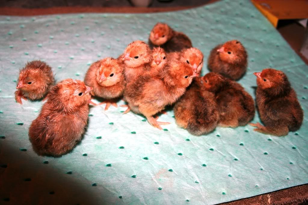 mille fleur d'uccle eggs Marchnewchicks001