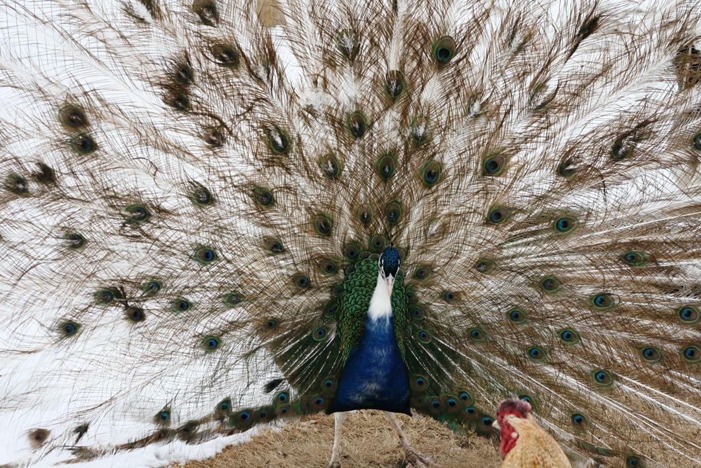 SOME DIFFERENT PEACOCK COLORS purple, white eyed, pied and others Eggsandpeafowl013