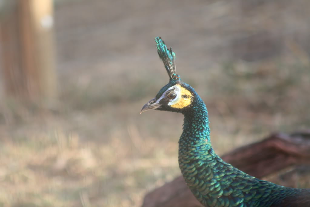 Peafowl Peahens Peacocks Peachicks for sale from this years hatch  to 4 years old Newbirds009