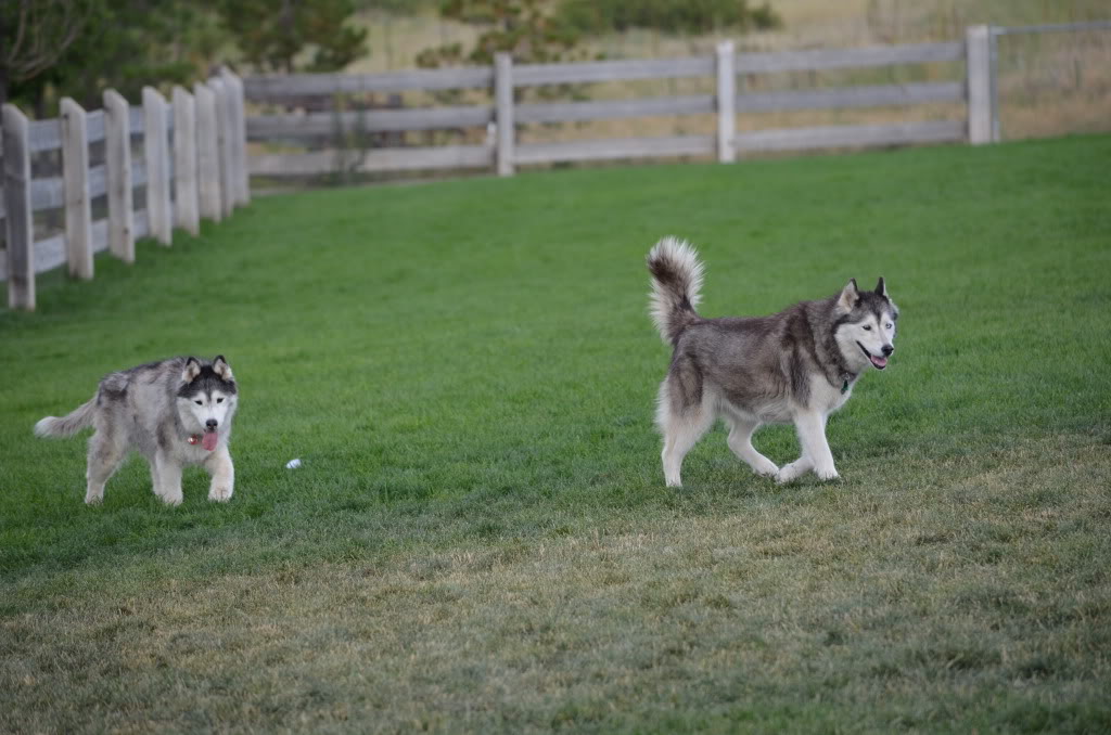 Aging Huskies MiniHuskyHuddleFairgroundsRegionalDogPark117