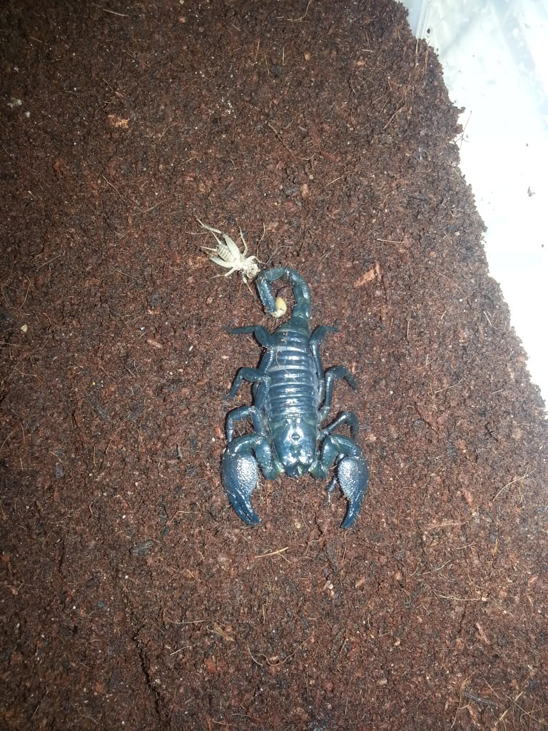 my scorpion's 20130201_204749_zps0a17771a