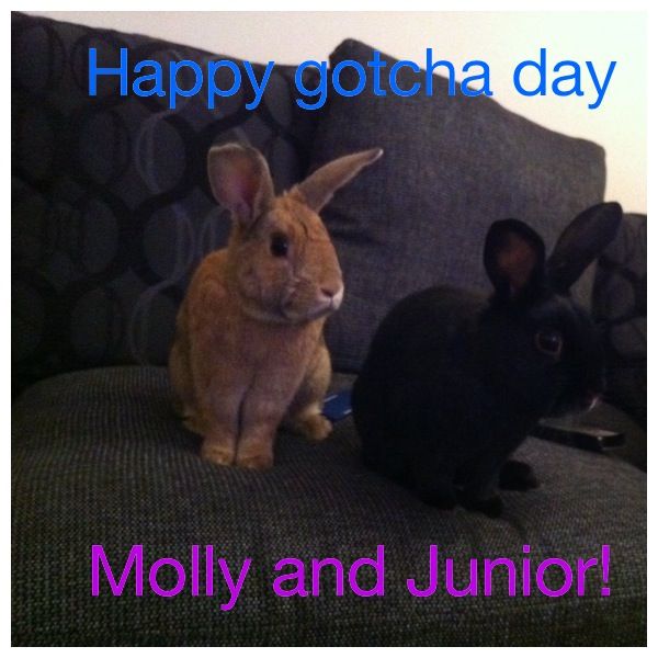 Happy 2nd gotcha day, Molly and Junior!!! 07536685-7088-45FC-8DDC-75DF858CED4D_zps4scqknls