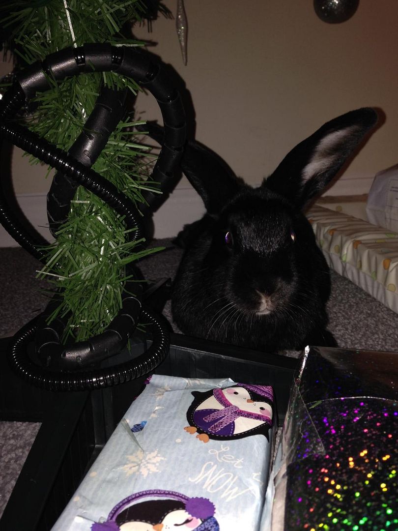 Hoppy birthday Molly and Junior :) 137B9128-A9AB-41F9-84EB-C46D8919FD65_zpsjyograca