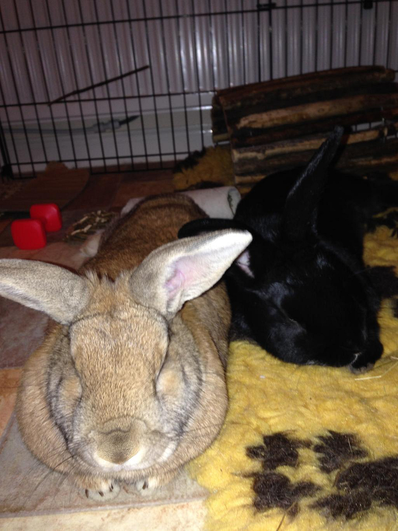 Hoppy birthday Molly and Junior :) 6AD65B68-DE5A-4A57-8DDF-BC54F43D0AFA_zpsrlwvcsdi