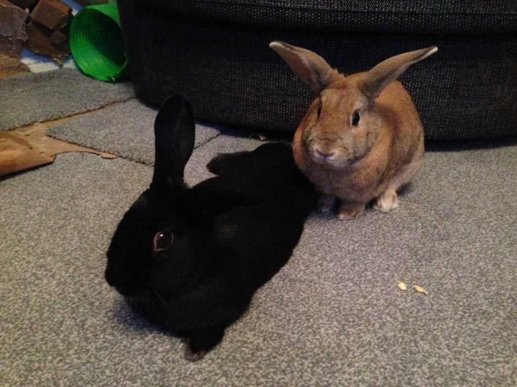 Hoppy birthday Molly and Junior :) 7269DE46-E33F-4B9C-994E-4C6E0D232C89_zpsrnofft85