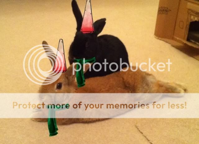 I'm such a baaad bunny mummy!! E6ECFC67-250E-4347-B79F-8D729E96F3B7-14305-00000C5DCBC72135