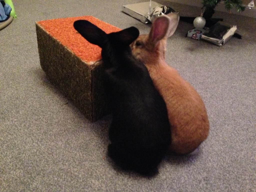 Hoppy birthday Molly and Junior :) F61F5768-810D-48BD-9A65-9C41FE1C3E99_zpsohfxbjfb