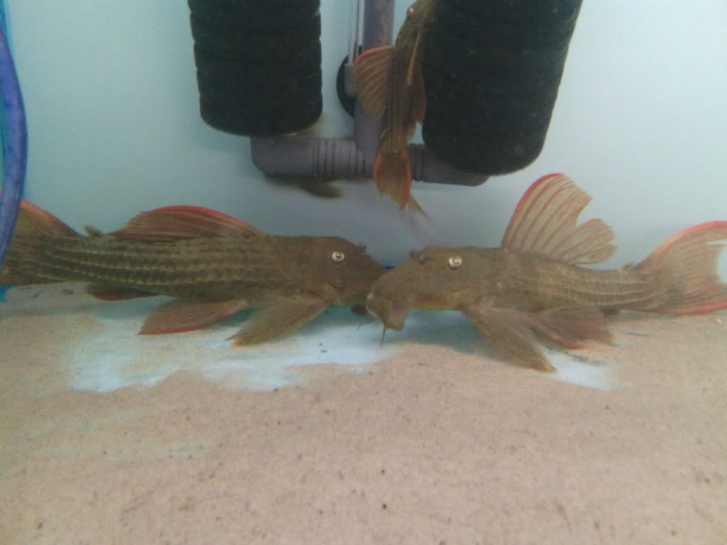 L024 Plecos Temporary-72