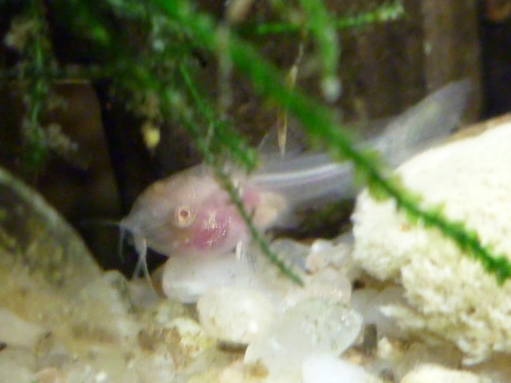 Posturas de Corydoras Aeneus Albinas - actualizado com fotos - Página 2 004