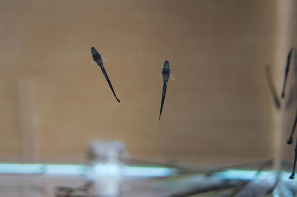 Farlowella Spp  - Twig Catfish Tentativa de reprodução 25032013-DSC01413_zps7498635e