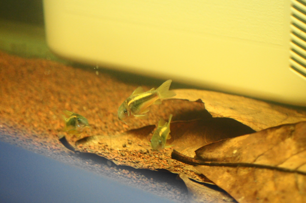 Fotografias de corydoras - Fotogaleria - Página 2 DSC00521