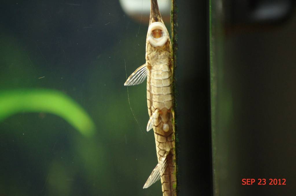 Farlowella Spp  - Twig Catfish Tentativa de reprodução DSC00627_Edited_zpsd078f272