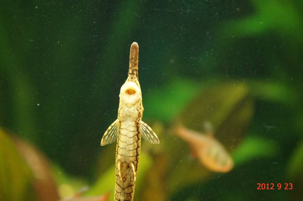 Farlowella Spp  - Twig Catfish Tentativa de reprodução DSC00632_edited_zps5c92411a