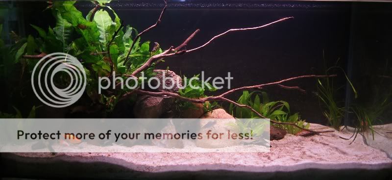 2.5ft planted breeding tank 25ft11thFeb2012a