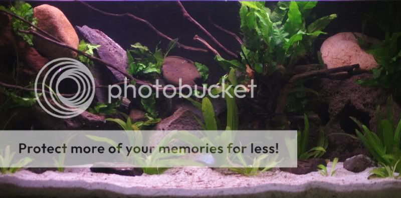 2.5ft planted breeding tank 25ft1Mar2012