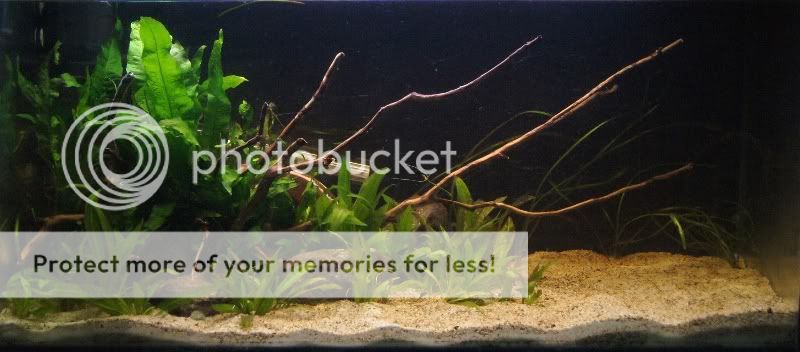 2.5ft planted breeding tank 25ft6thJan2012