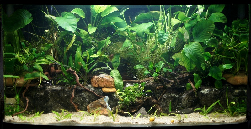 2.5ft Planted tank 25ft12thAug2012