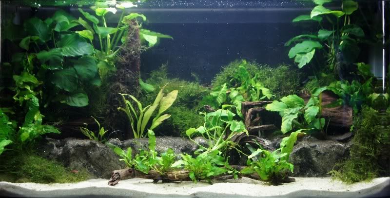 2.5ft Planted tank 25ft18thFeb2012