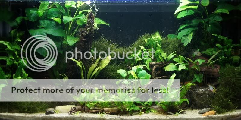 2.5ft Planted tank 25ftMar2012