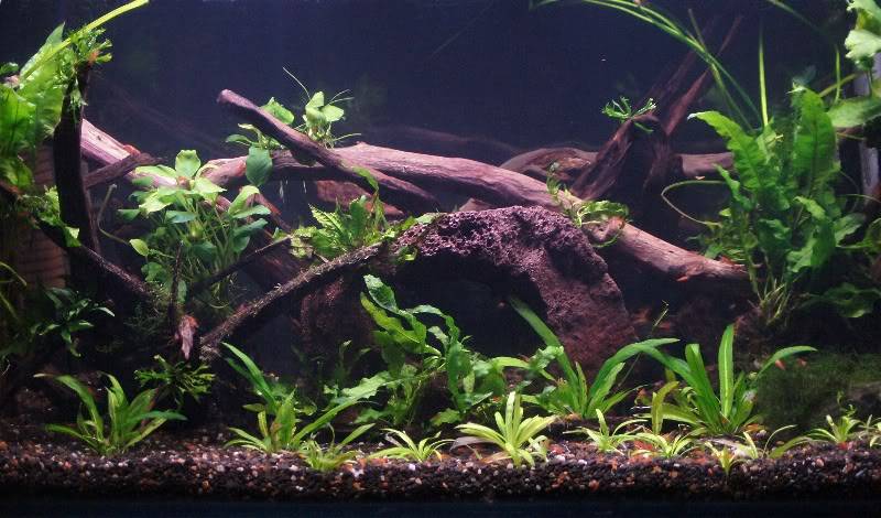 3ft planted Cherry Shrimp tank 3ft22ndMar2012