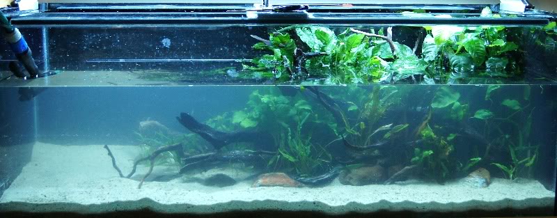 4ft planted tank journal 4ft3rdOct2011