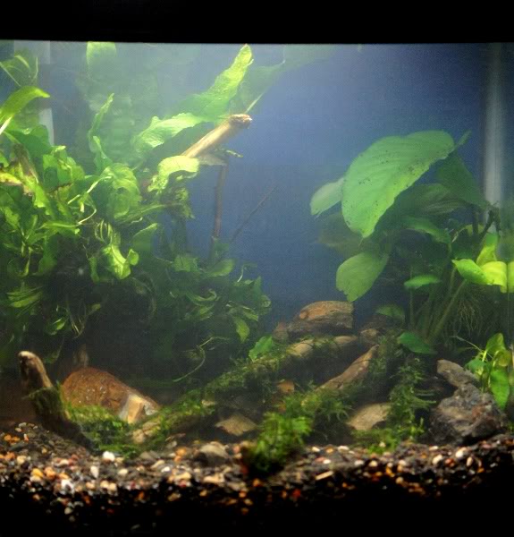 Planted Betta tank AS3201stJan2011