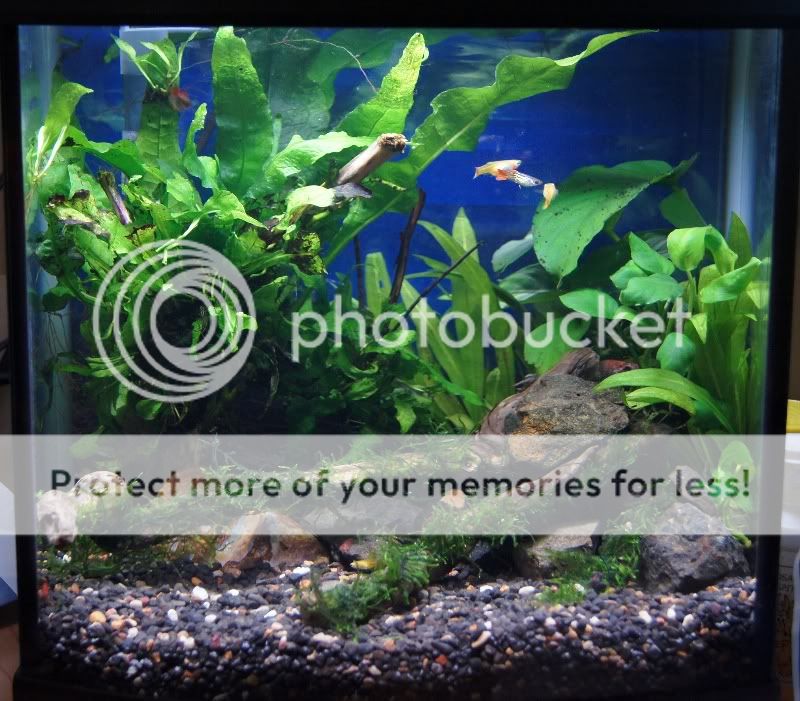 Planted Betta tank AS3204thJan2012c