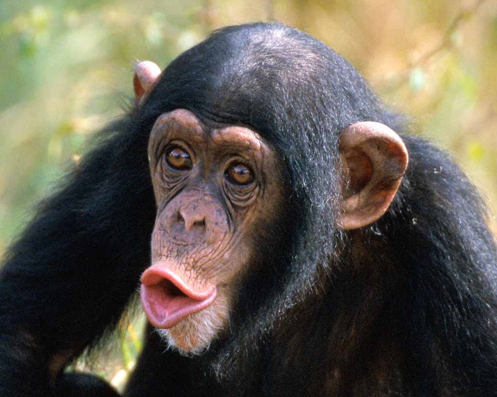 truyền nhân của lý tiểu long và... Chimpanzee-picture