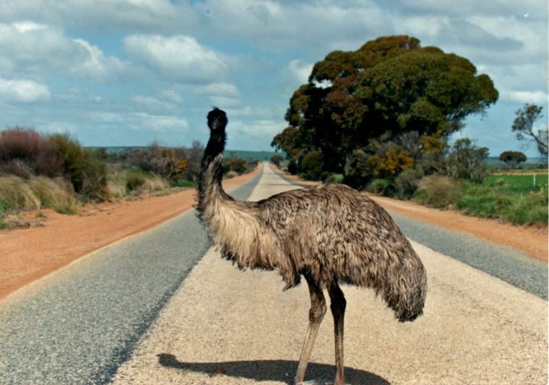 Misc Nature Photo's Thread - Page 3 Emu