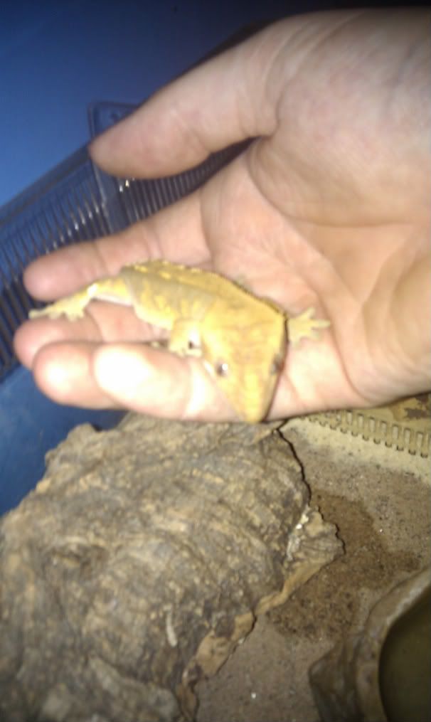 CRESTED GECKO  (WITH NO TAIL) IMAG0144