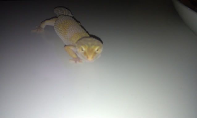 NEW TREMPER ALBINO LEO IMAG0205