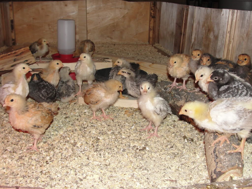 Barnyard Mixed Chicks For Sale ( Alberta ) With Pics DSC06303