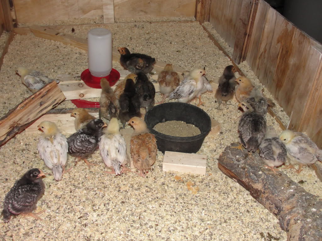 Barnyard Mixed Chicks For Sale ( Alberta ) With Pics DSC06317