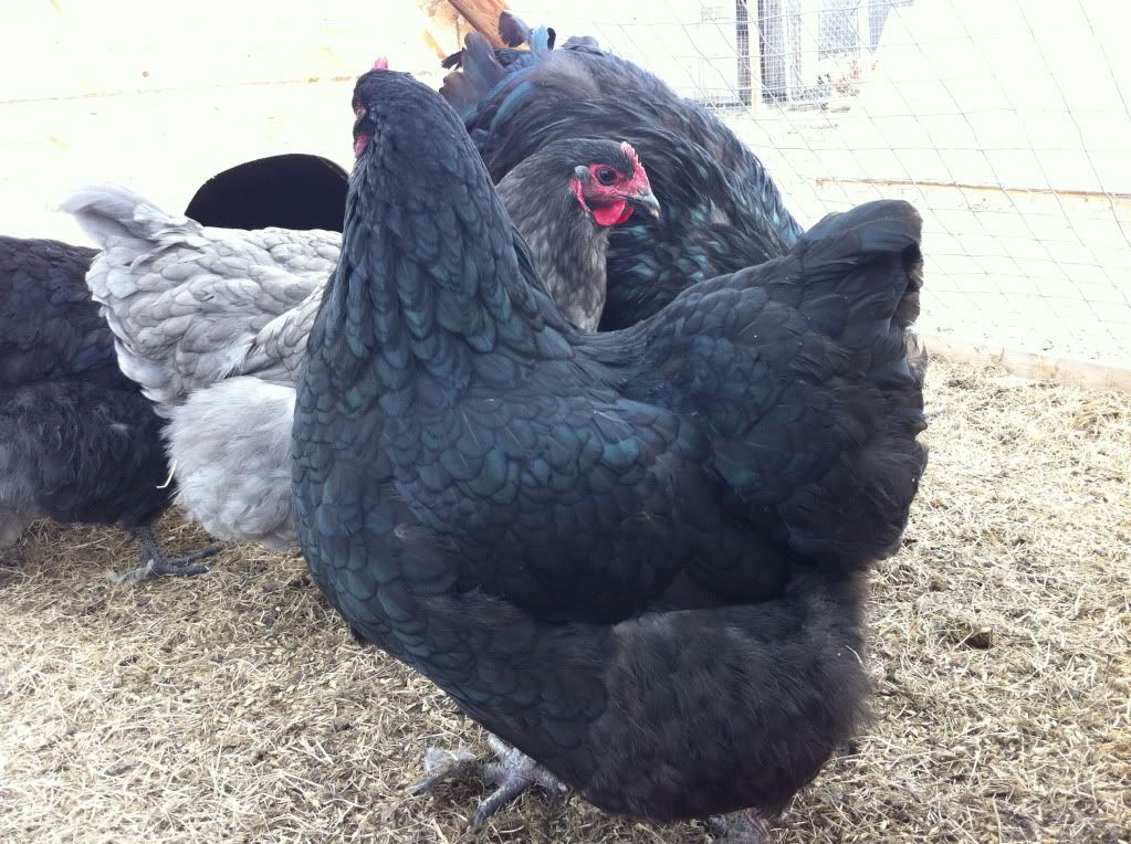 Black and Blue Orpington Hatching Eggs ( Alberta) IMG_1426