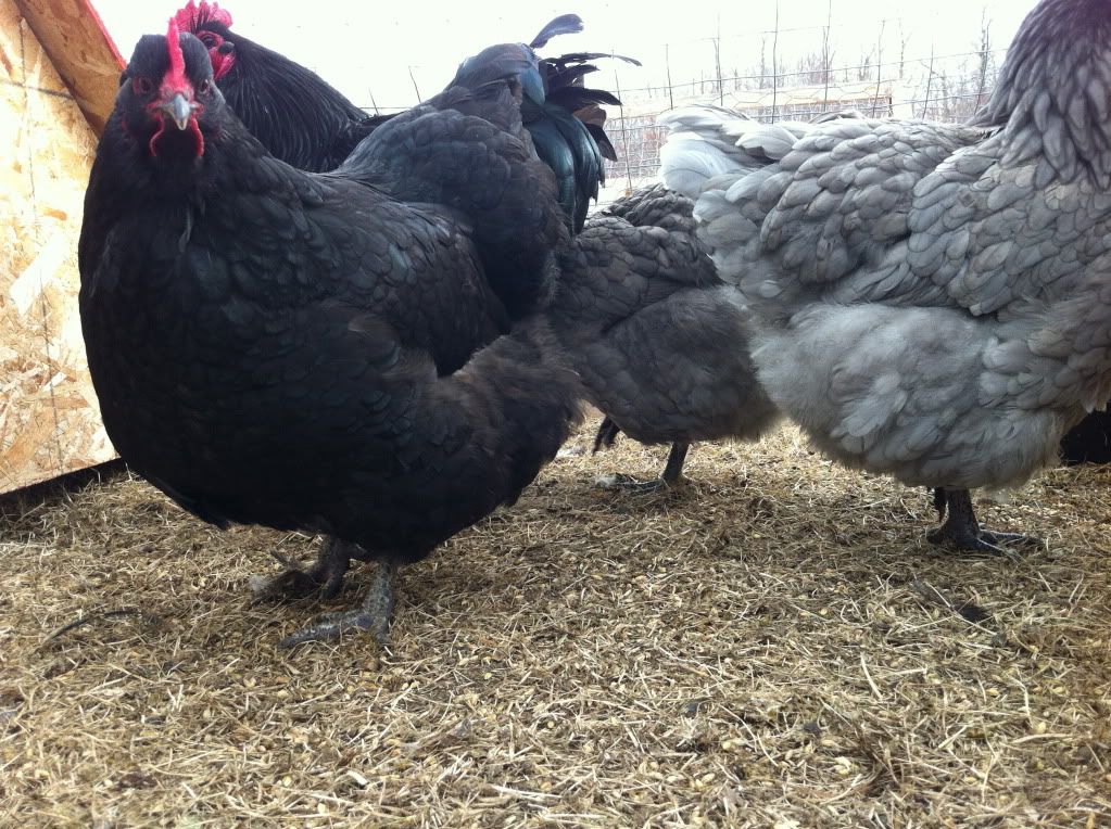 Black and Blue Orpington Hatching Eggs ( Alberta) IMG_1430