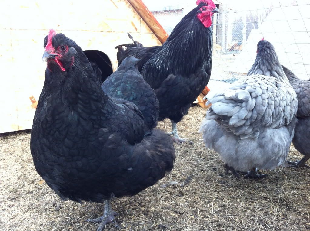 Black and Blue Orpington Hatching Eggs ( Alberta) IMG_1490